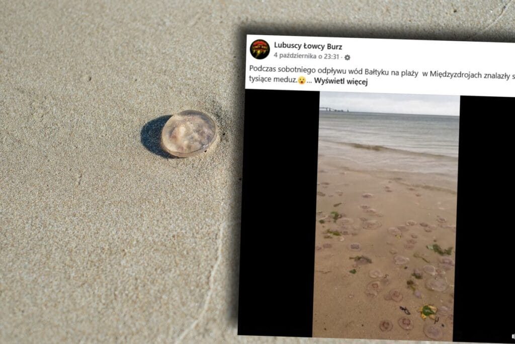 mi dzyzdroje de alisilmadik bir manzara sahilde binlercesi vardi 15357