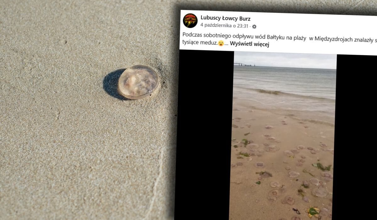 Mi dzyzdroje de alisilmadik bir manzara sahilde binlercesi vardi 15357