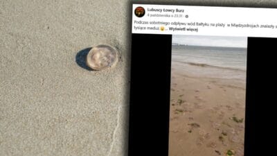 Międzyzdroje'de alışılmadık bir manzara. Sahilde binlercesi vardı. 2 Mi dzyzdroje de alisilmadik bir manzara sahilde binlercesi vardi 15357