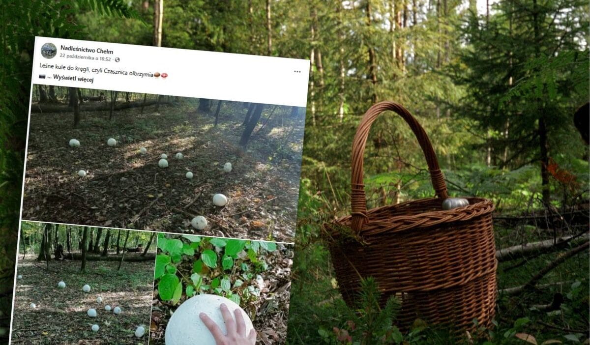 Ormanda alisilmadik bir kesif chelm de orman toplari filizlendi bunlar en buyuk mantarlardan bazilari 19242