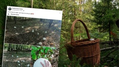 Ormanda alisilmadik bir kesif chelm de orman toplari filizlendi bunlar en buyuk mantarlardan bazilari 19242