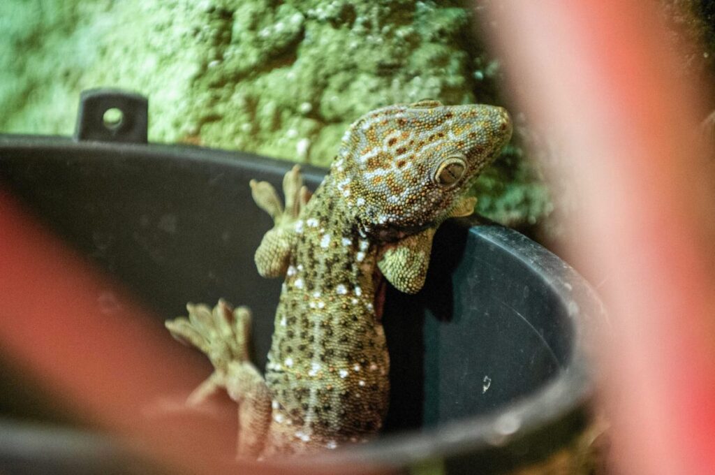 pazardan aldigi rokanin icinde kertenkele salata yapiyordu bir sok yasadi 20078