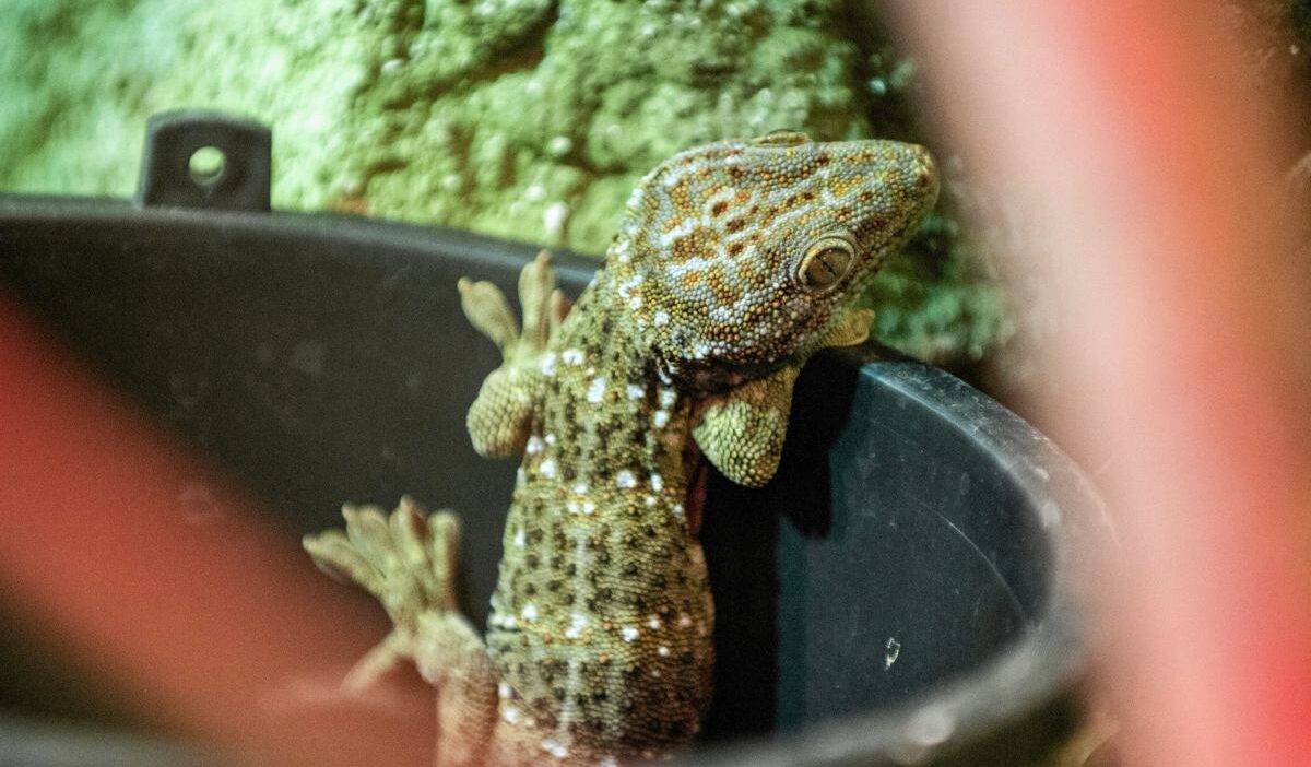 Pazardan aldigi rokanin icinde kertenkele salata yapiyordu bir sok yasadi 20078