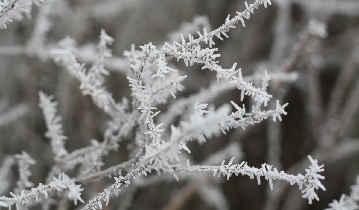 Polonya'da kış havası mı? Imgw don tahminleri yapıyor 1 Polonya da kis havasi mi imgw don tahminleri yapiyor 14258