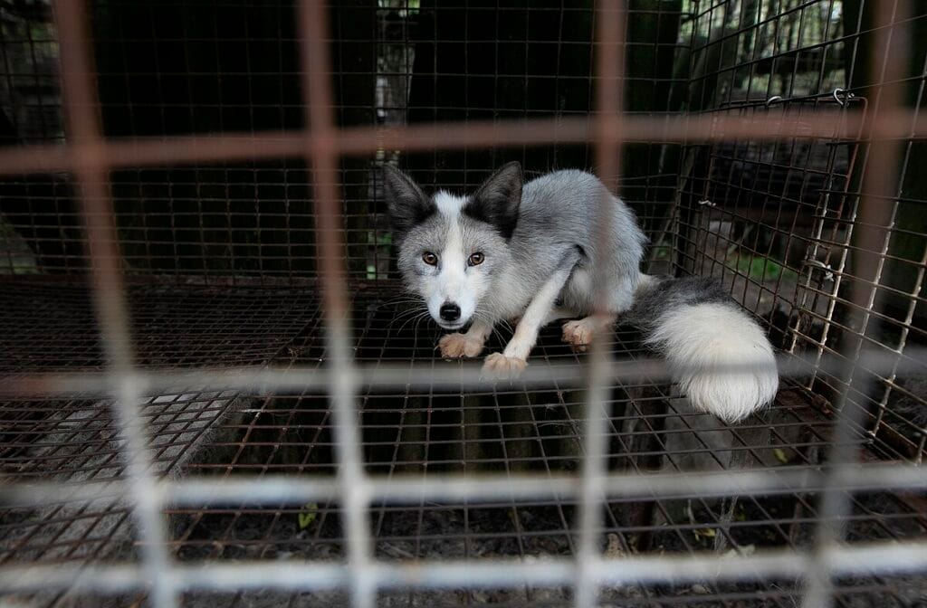 Polonya da kurk ciftliklerinin sonunu getiren tazminat ve yok etme plani 19077