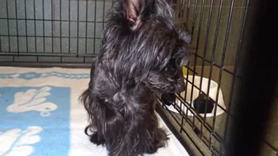 Sahibini bekleyen yeralti kopegi 17159