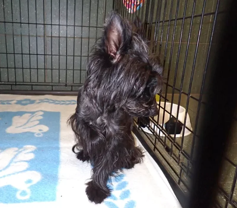 Sahibini bekleyen yeraltı köpeği 1 Sahibini bekleyen yeralti kopegi 17159