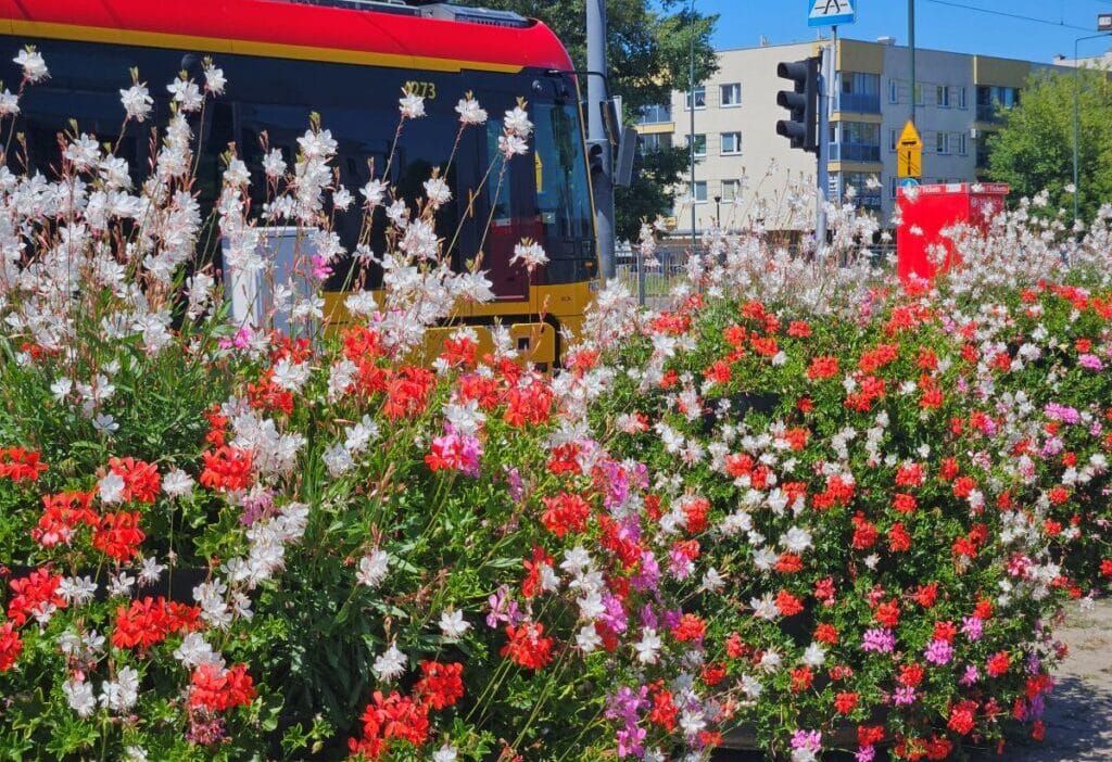 Sardunyalar otobus ve tramvay dongulerinden alinacak zom bolge sakinlerine cicek dagitiyor 16709