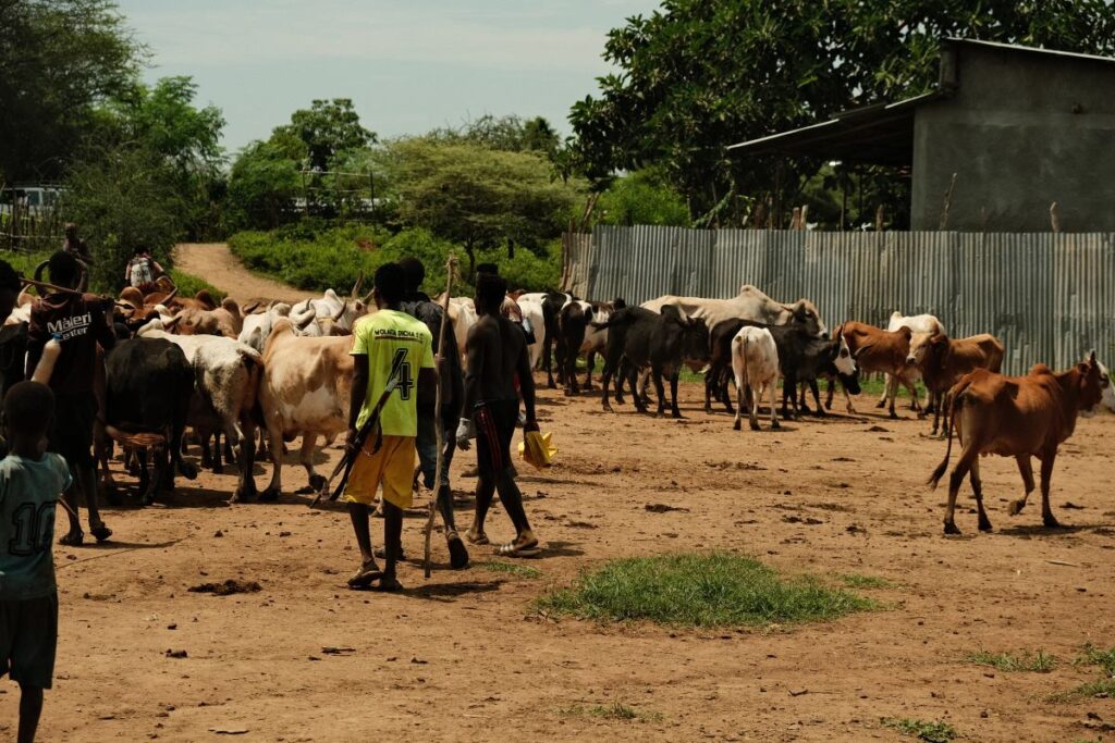 sut ve kan polonyali kurulus catismalari ve iklim kaosunun etkilerini azaltmak icin etiyopya da inekleri asiliyor 19988