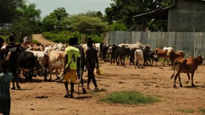Sut ve kan polonyali kurulus catismalari ve iklim kaosunun etkilerini azaltmak icin etiyopya da inekleri asiliyor 19988