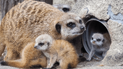 Varsova hayvanat bahcesi nde bebekler bir suricatta nin dogumu yaklasiyor 14751