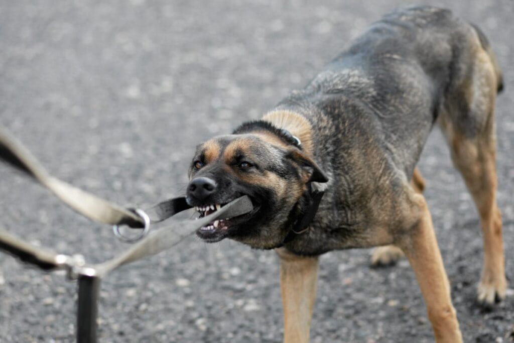 zielona g ra yakinlarindaki ormanda trajedi racula dan gelen kopekler daha once de saldirmisti sorusturma devam ediyor 17405