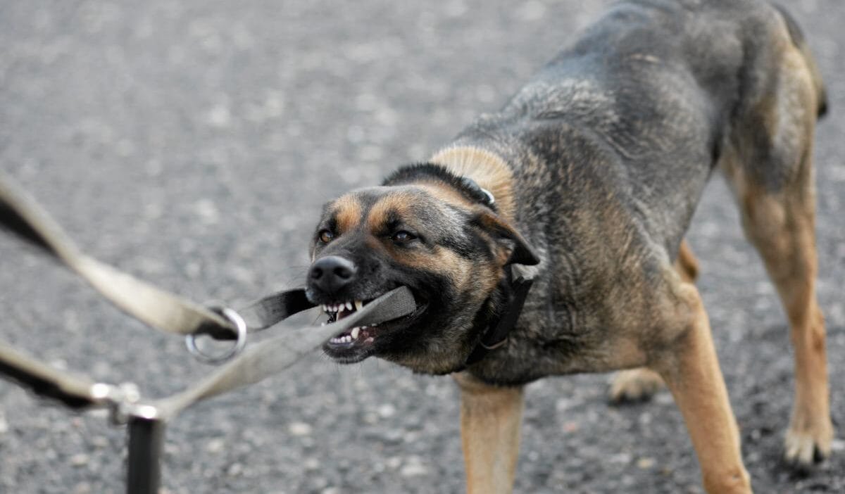 Zielona g ra yakinlarindaki ormanda trajedi racula dan gelen kopekler daha once de saldirmisti sorusturma devam ediyor 17405