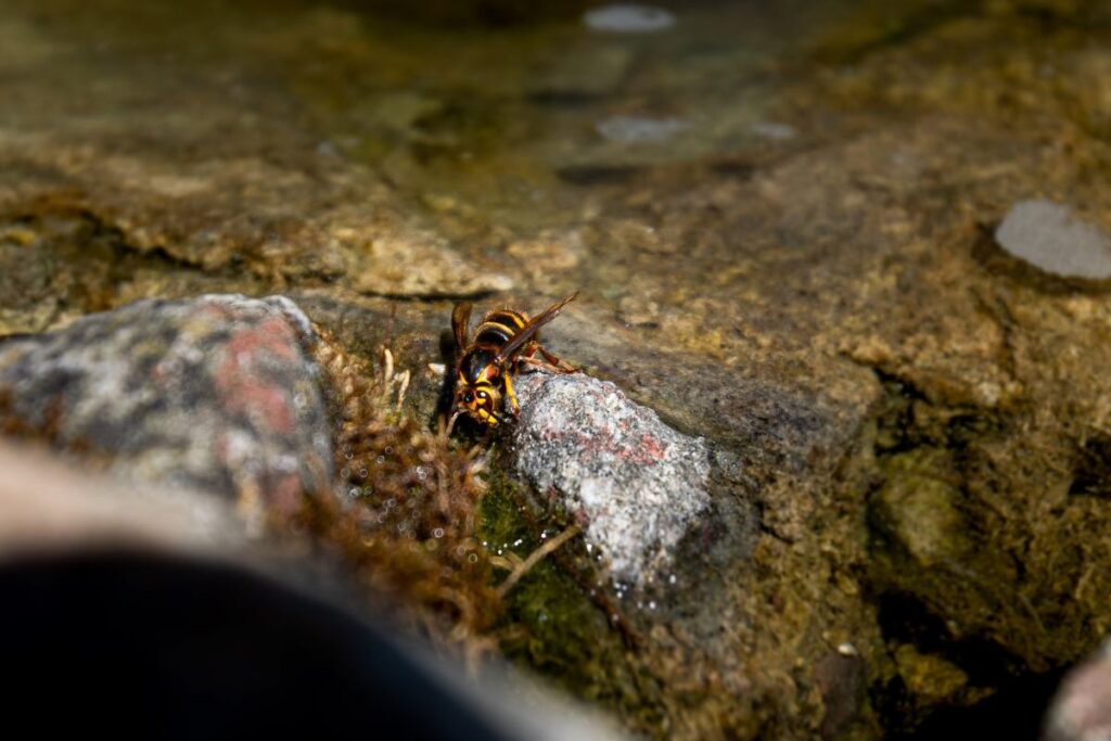 baba ve oglu katil esek arilari oldurdu hic bu kadar korkunc bir sey gormemistim 21230