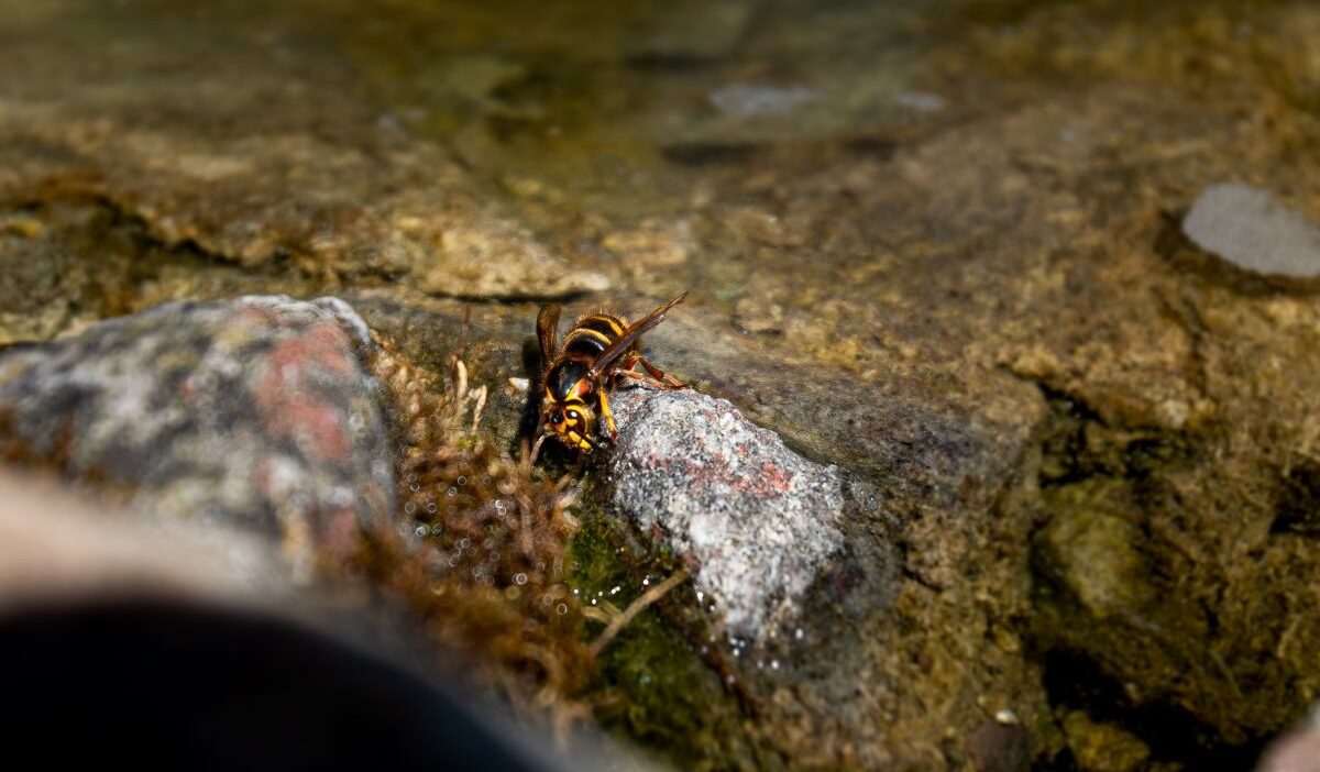 Baba ve oglu katil esek arilari oldurdu hic bu kadar korkunc bir sey gormemistim 21230