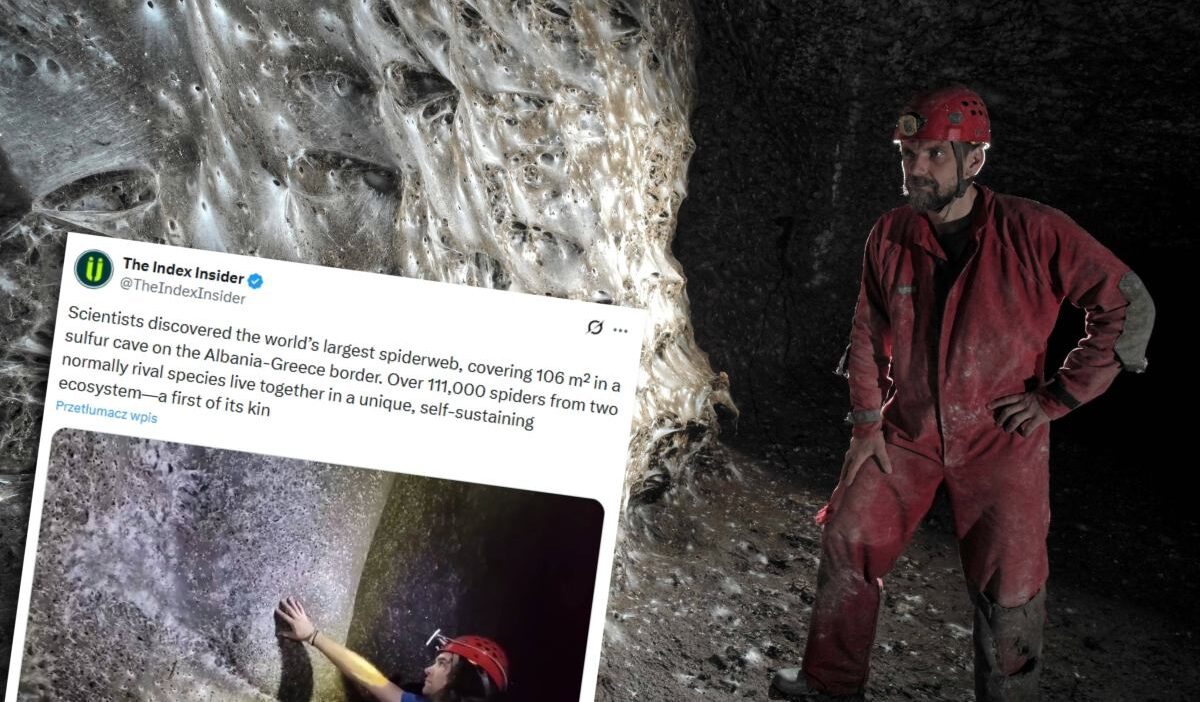 Bir magarada sok edici kesif dev orumcek agi 100 000 den fazla orumcegi sakliyor 22167