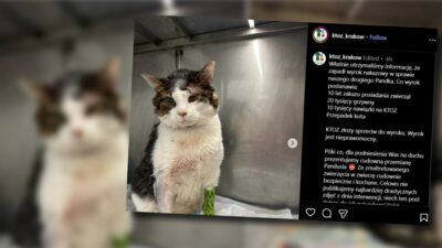 Bir parca domuz pastirmasi yedigi icin kedinin dilini kesti davada verilen hukum 57 yasindaki 21384