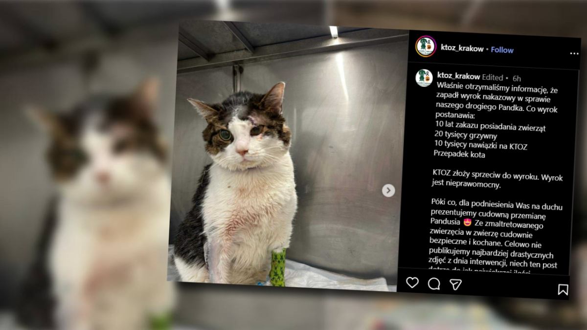 Bir parca domuz pastirmasi yedigi icin kedinin dilini kesti davada verilen hukum 57 yasindaki 21384