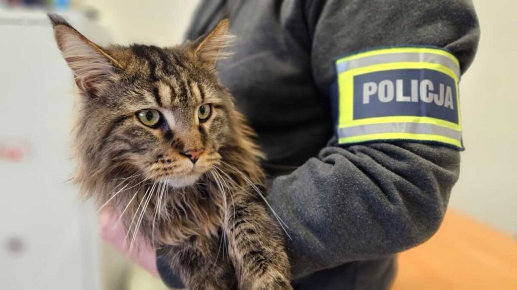 birisi sokaktan degerli bir kedi aldi hayvan 12 bin zloti degerinde 26484
