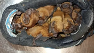 Botlarinin icinde onlari bir surpriz bekliyordu balkonda sira disi misafirler 24025