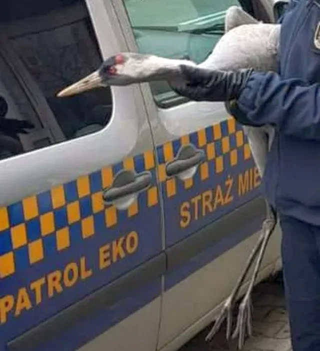 Crane varsova da bir avluya indi yorgun titriyordu ve gucsuzdu 21819