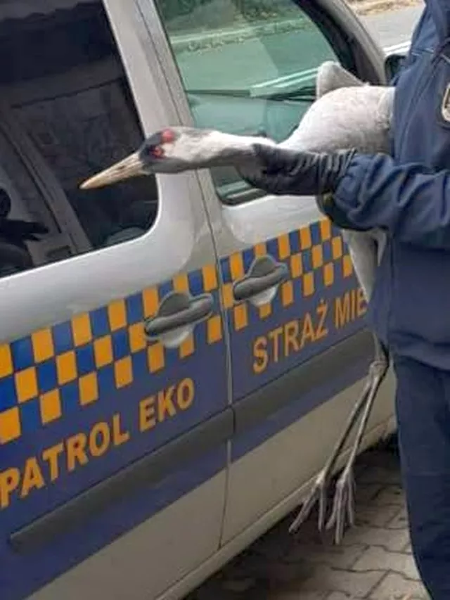 crane varsova da bir avluya indi yorgun titriyordu ve gucsuzdu 21819