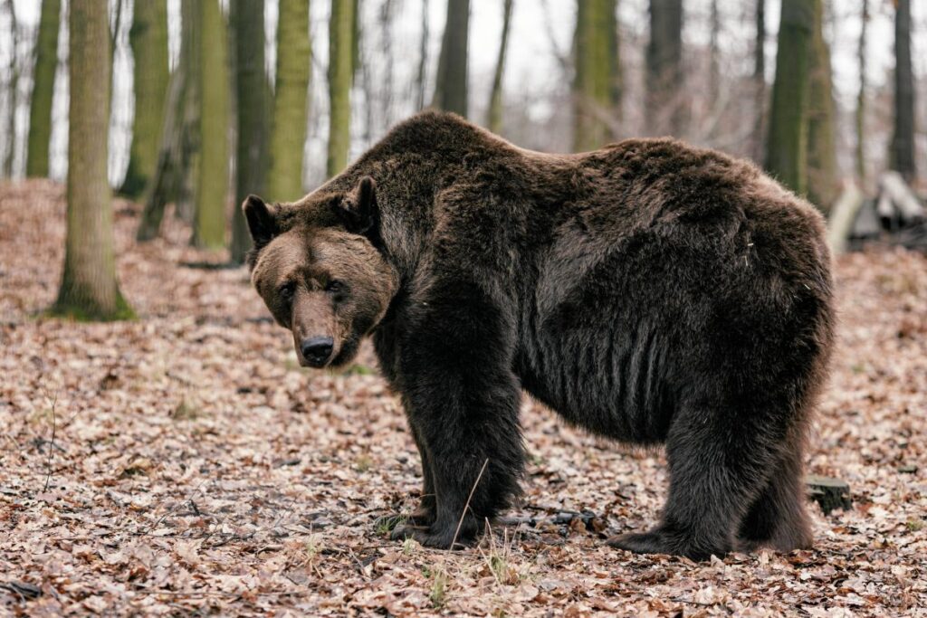 cz stochowa da bir bahcede bir ayi adamin onu bir yil boyunca alikoydugu iddia ediliyor 23397