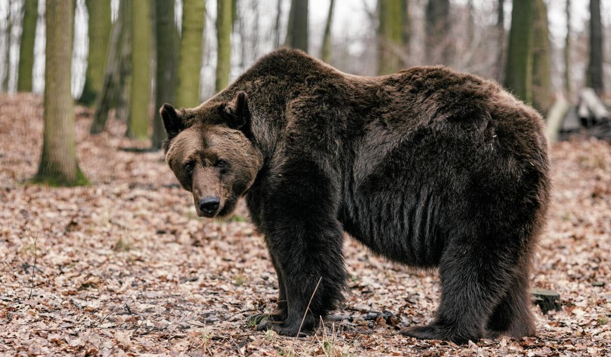 Cz stochowa da bir bahcede bir ayi adamin onu bir yil boyunca alikoydugu iddia ediliyor 23397