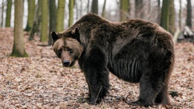 Cz stochowa da bir bahcede bir ayi adamin onu bir yil boyunca alikoydugu iddia ediliyor 23397