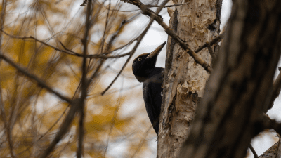 Ekmek kuslar icin yiyecek degildir sehirde kisin nasil akillica beslenilir 26064