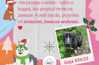 Finger lakes de noel baba olun evsiz hayvanlara noel hediyeleri verin 24058