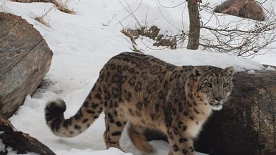 Genc kar irbisi varsova ya veda ediyor ve nurnberg e gidiyor 22804