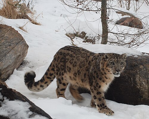Genc kar irbisi varsova ya veda ediyor ve nurnberg e gidiyor 22804