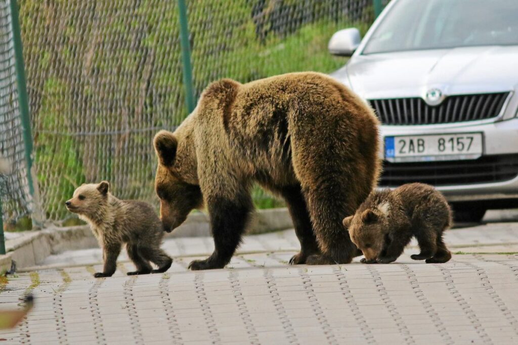 greenpeace polonya slovakya ya dava aciyor sinirimizda ayilarin toplu halde vurulmasiyla ilgili 21615