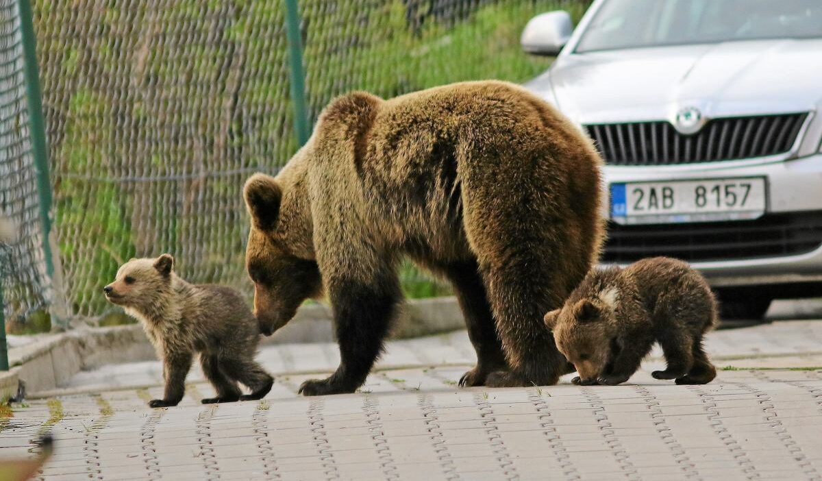 Greenpeace polonya slovakya ya dava aciyor sinirimizda ayilarin toplu halde vurulmasiyla ilgili 21615