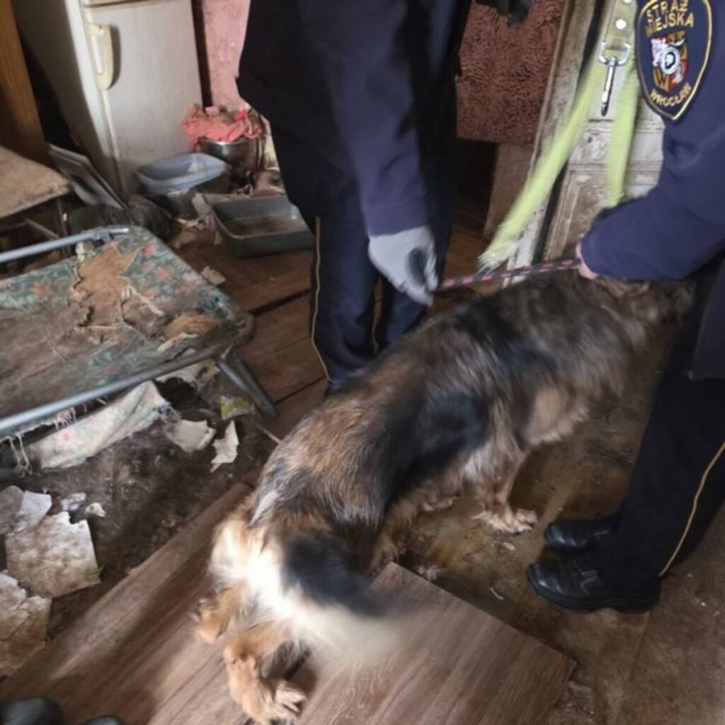 kopekleri susuz ve yiyeceksiz bir yere kilitledi polis wroclaw dan sok edici goruntuler yayinladi 21104