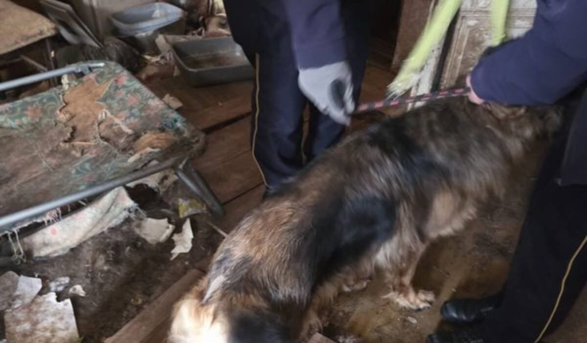 Kopekleri susuz ve yiyeceksiz bir yere kilitledi polis wroclaw dan sok edici goruntuler yayinladi 21104