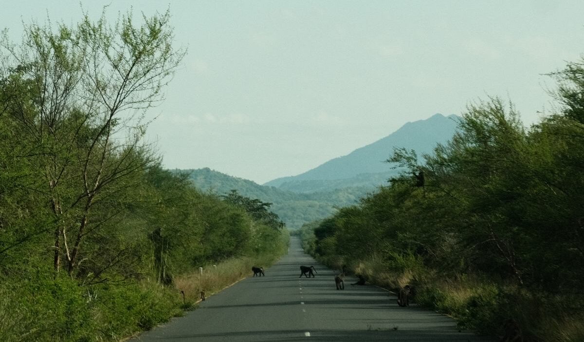 Kucuk serengeti iklim degisikligi tehdidi altinda i nsanlar caresizlikten vahsi hayvanlari olduruyor 23281