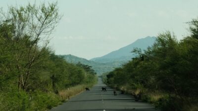 Kucuk serengeti iklim degisikligi tehdidi altinda i nsanlar caresizlikten vahsi hayvanlari olduruyor 23281