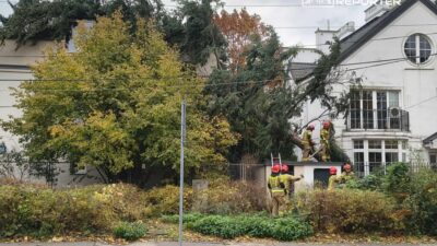 Mokotow da ruzgarin devirdigi agac i tfaiye mudahale etti 20584