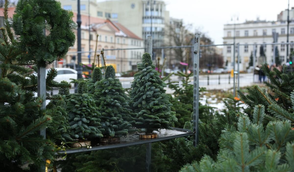 Noel fiyat soku yaklasiyor noel agaclari bu yil daha pahali olacak fiyat farki buyuk olabilir 22036