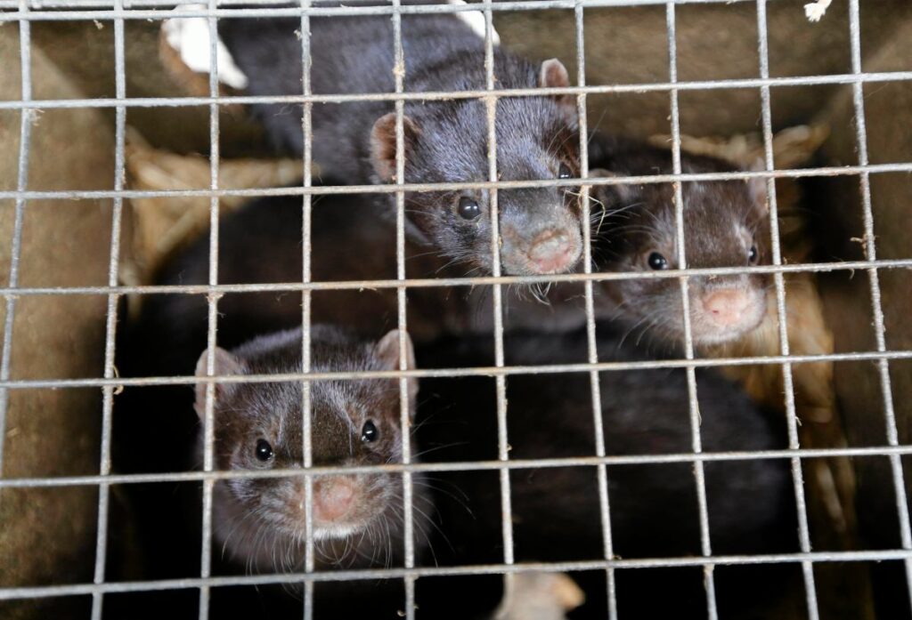 tilki ve vizonlarin kaderi nawrocki nin elinde olasi bir veto atlatilabilir 23121
