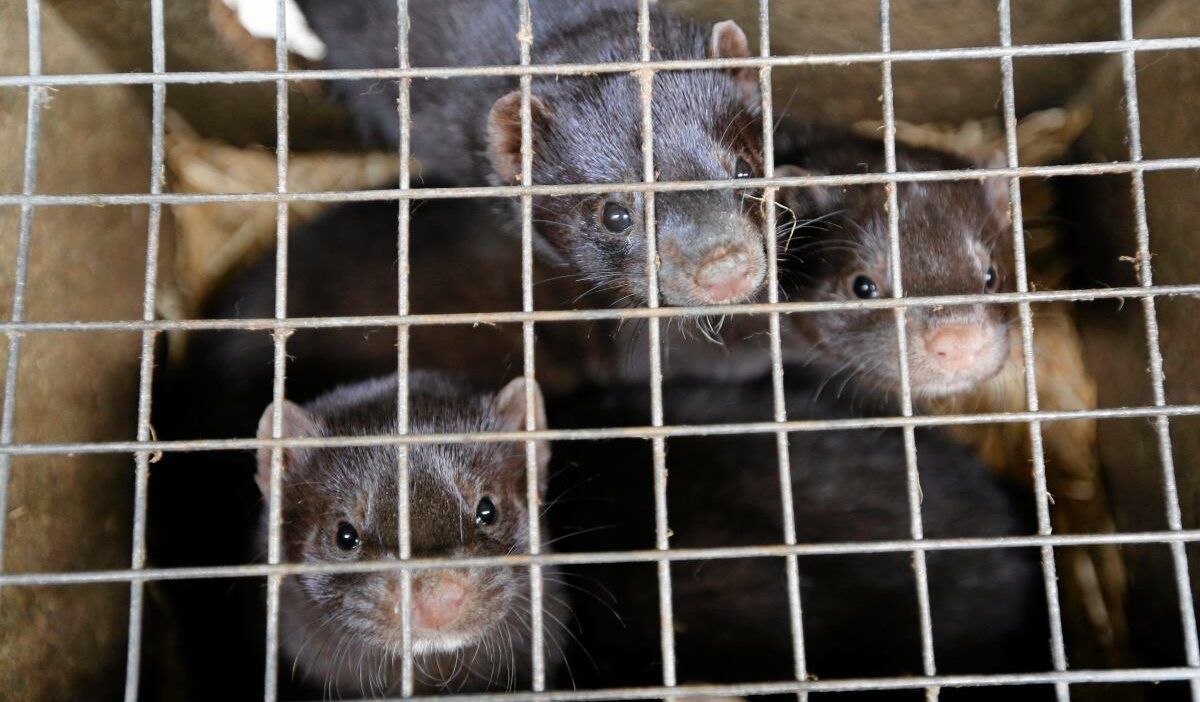 Tilki ve vizonlarin kaderi nawrocki nin elinde olasi bir veto atlatilabilir 23121