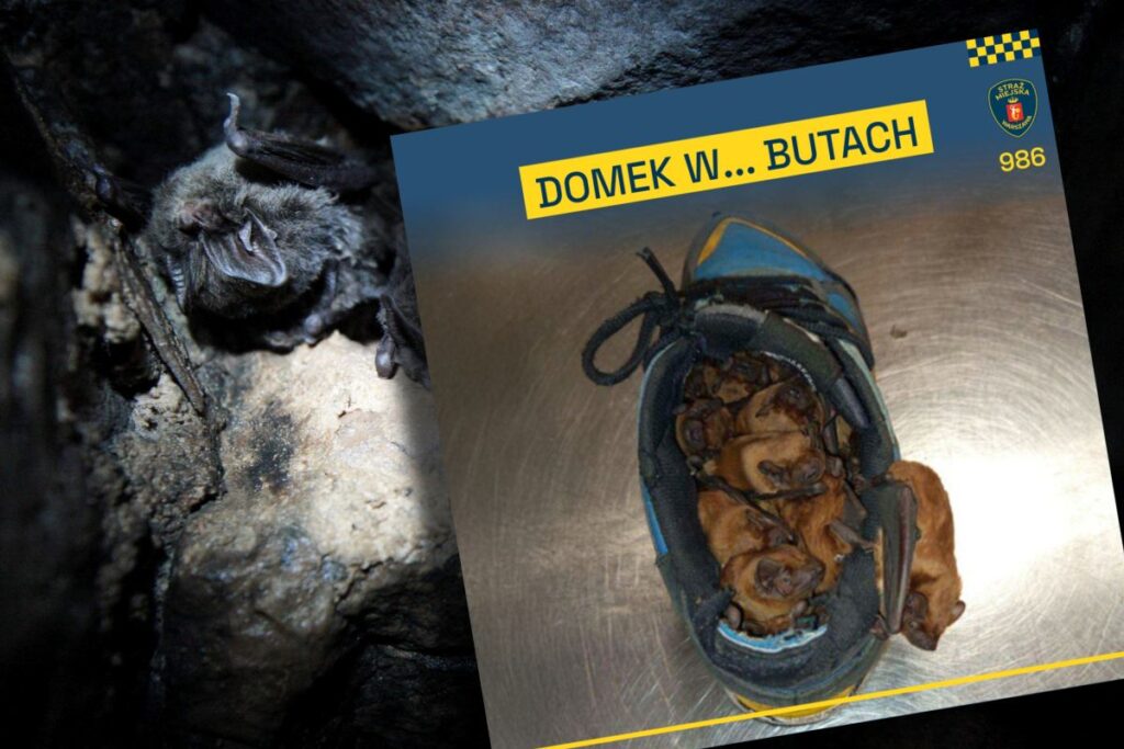 varsova bir adam belediye polisini aradi ayakkabilarinin bulunma nedeni 24227