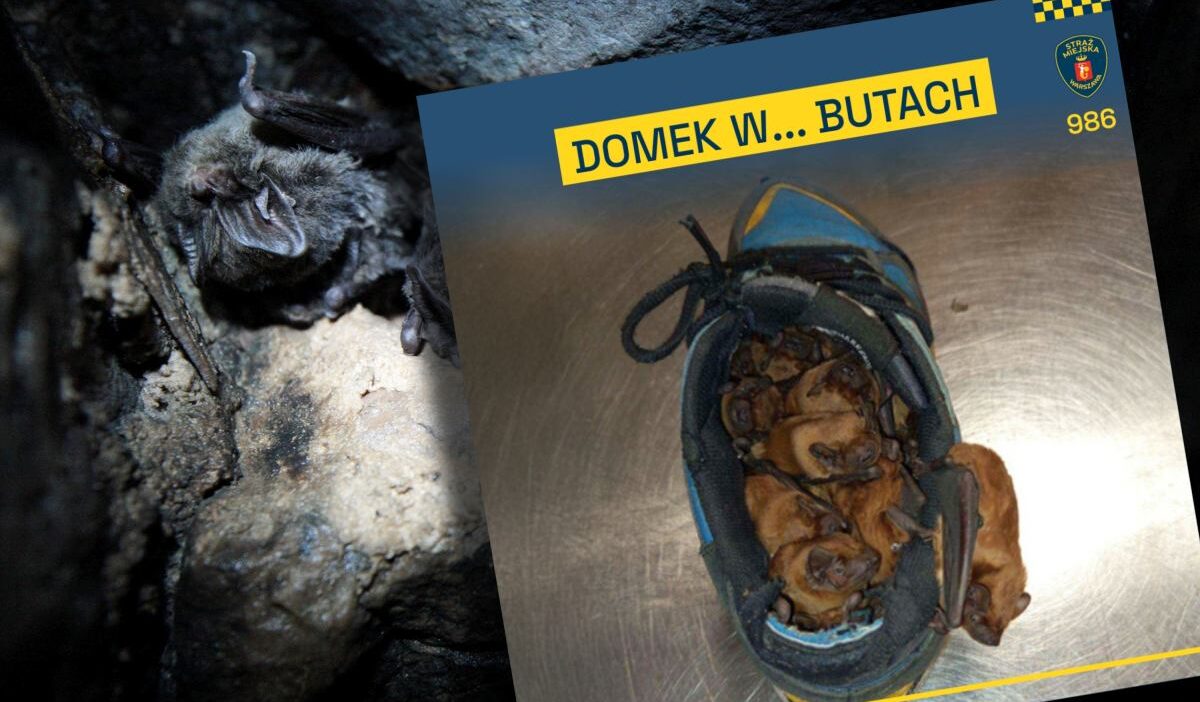 Varsova bir adam belediye polisini aradi ayakkabilarinin bulunma nedeni 24227