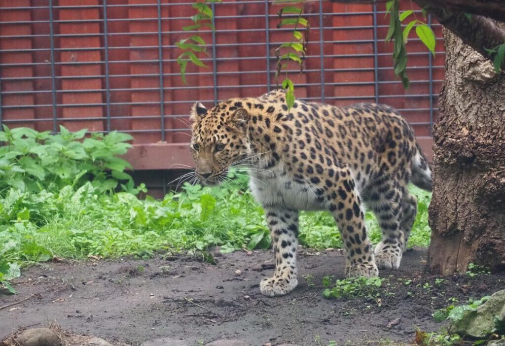 Varsova hayvanat bahcesi nde yeni disi amur leopari auckley simdiden muhafazada 21677