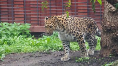 Varsova hayvanat bahcesi nde yeni disi amur leopari auckley simdiden muhafazada 21677
