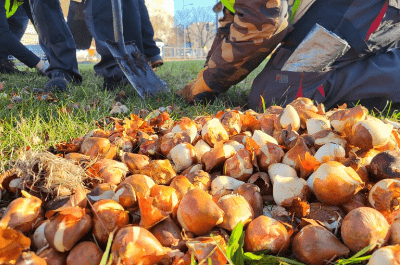 Varsova nin trafik donguleri ilkbaharda laleler ve yeni yesilliklerle cicek acacak 24519