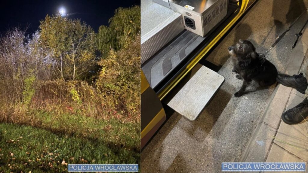 wroc aw 71 yasinda demans hastasi bir adam kayboldu bir kopegin alisilmadik tepkisi sayesinde bulundu 23112