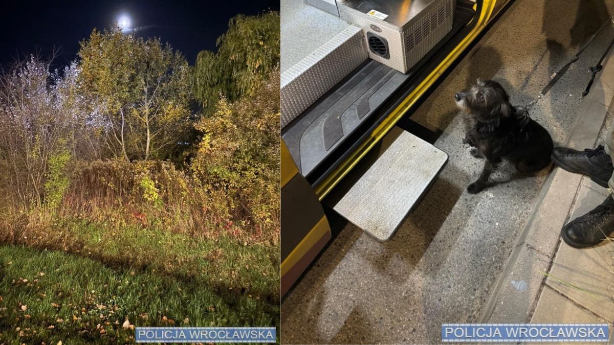 Wroc aw 71 yasinda demans hastasi bir adam kayboldu bir kopegin alisilmadik tepkisi sayesinde bulundu 23112